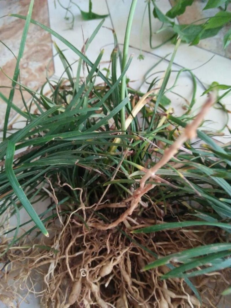 中药材麦冬