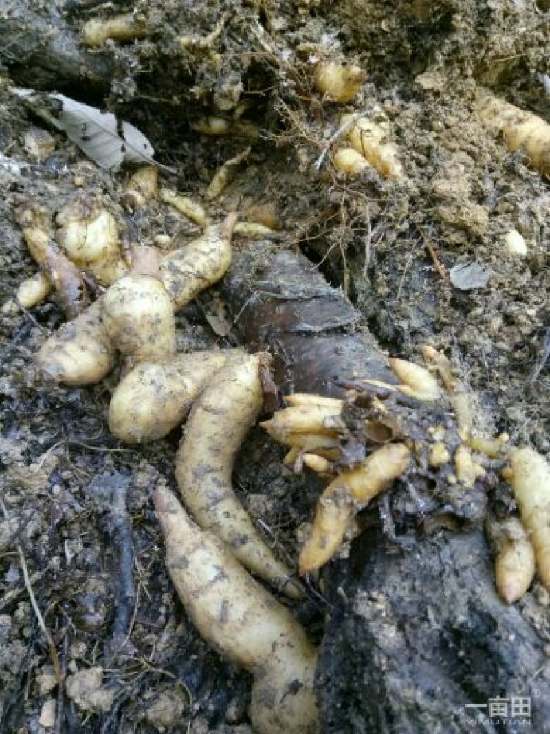 天麻中小统秦岭农家仿野生种植无硫干品1斤包邮