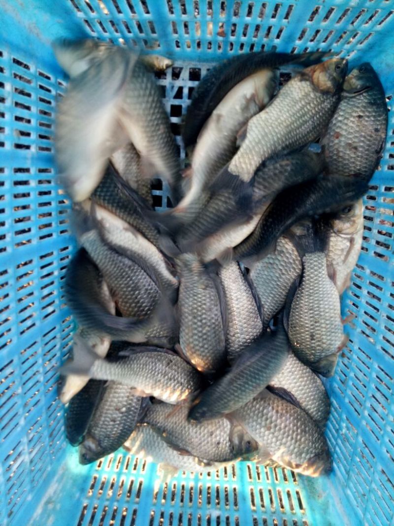 大量出售回收鱼