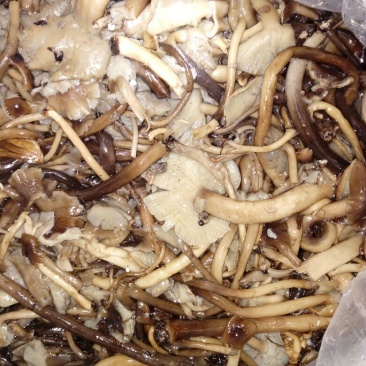 茶树菇盐渍菇欢迎咨询