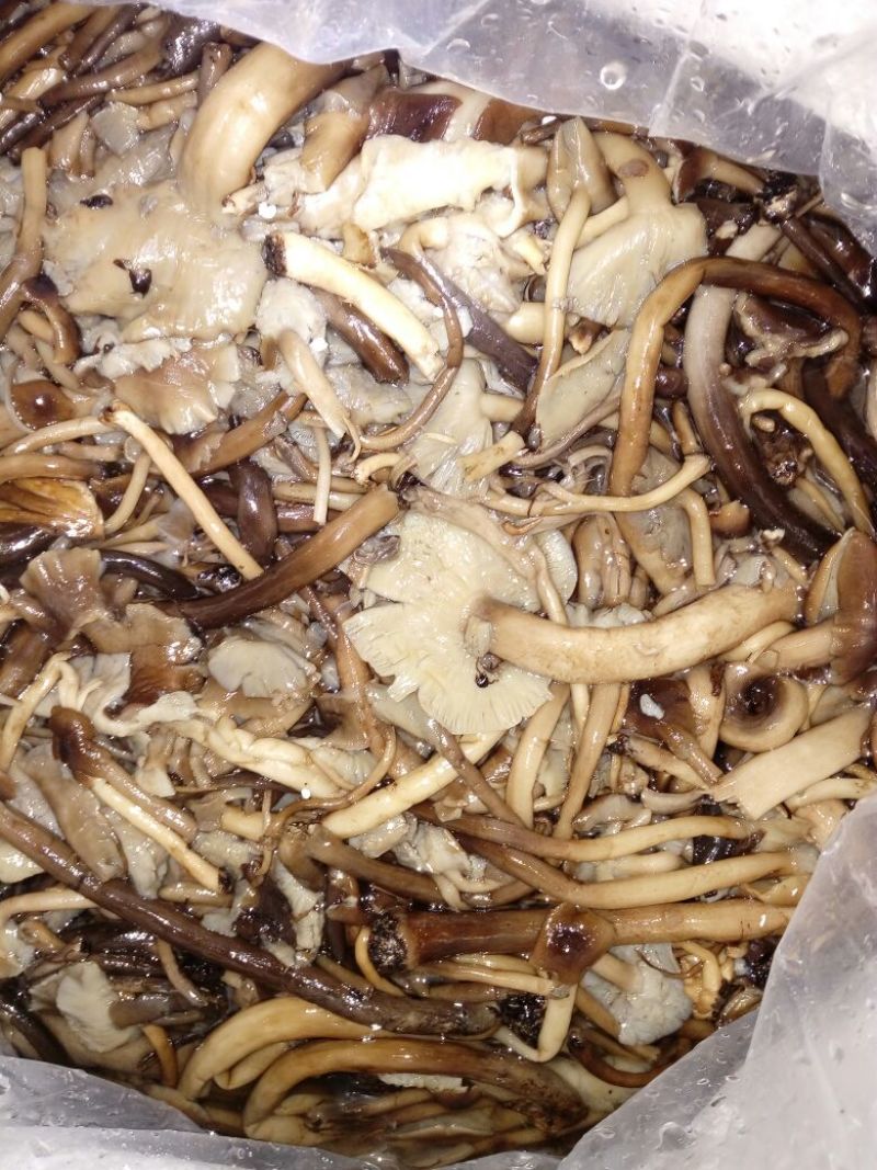 茶树菇盐渍菇欢迎咨询