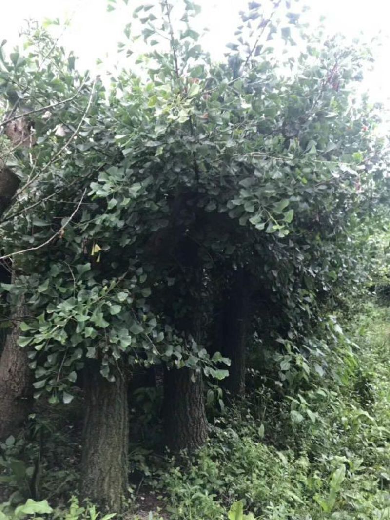 嫁接银杏树20-35公分的都有