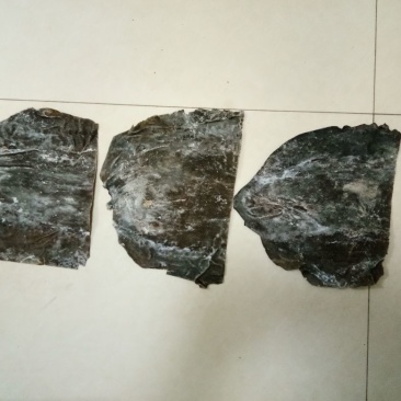 各种既食鱿鱼等