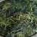 新鲜芥菜和腌制芥菜