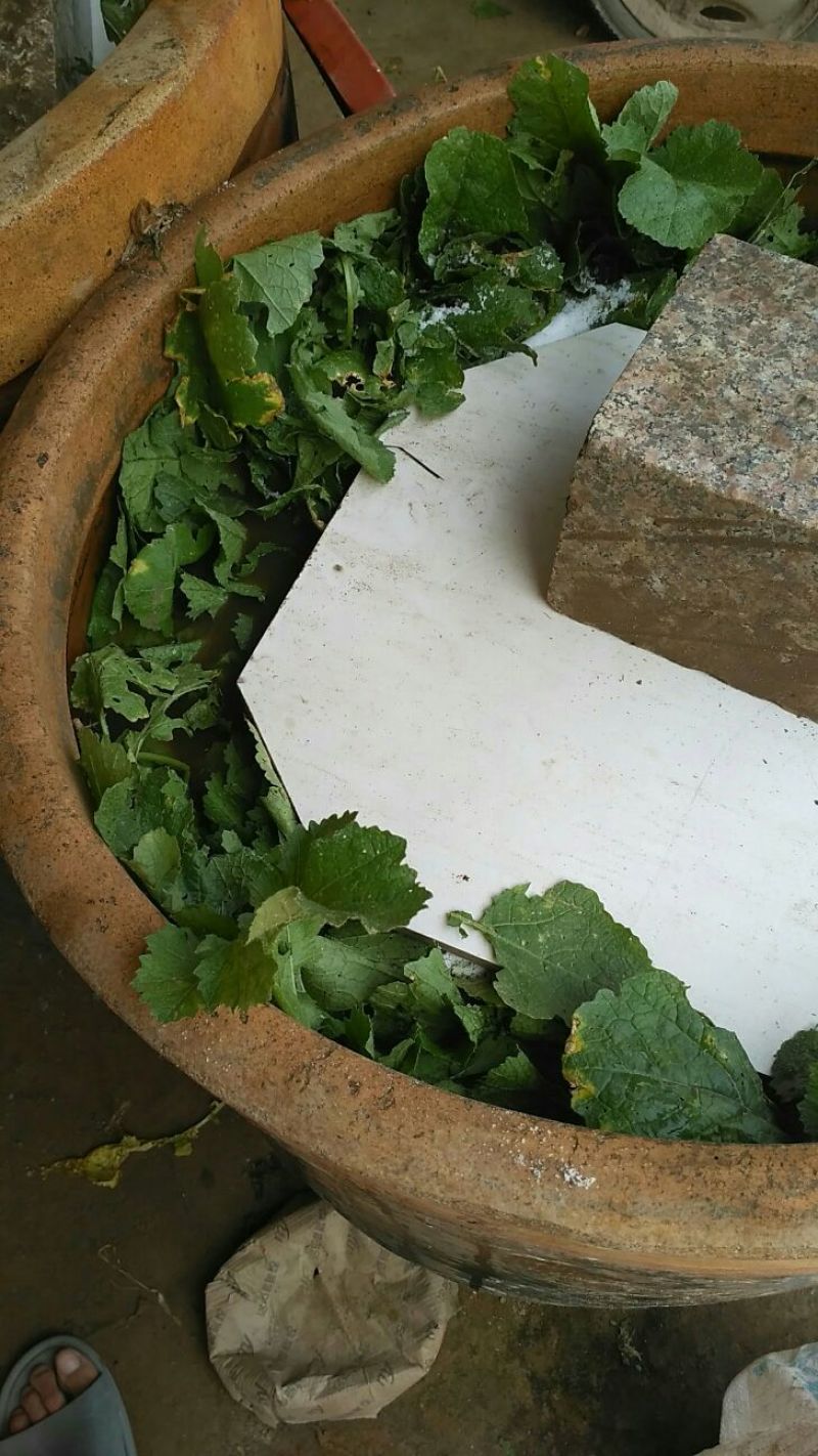 新鲜芥菜和腌制芥菜
