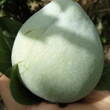 攀枝花大甜李