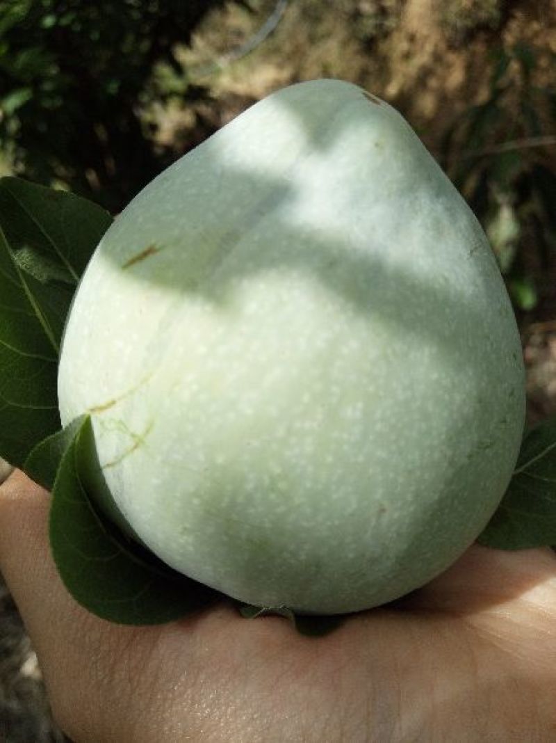 攀枝花大甜李