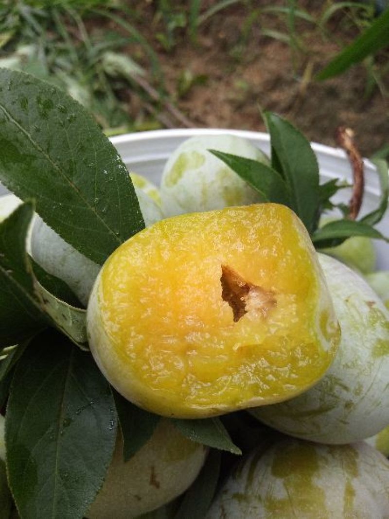 攀枝花大甜李