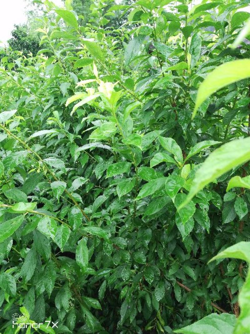 李子苗，蜂糖李青奈李基地批发现挖全国发货保证成活