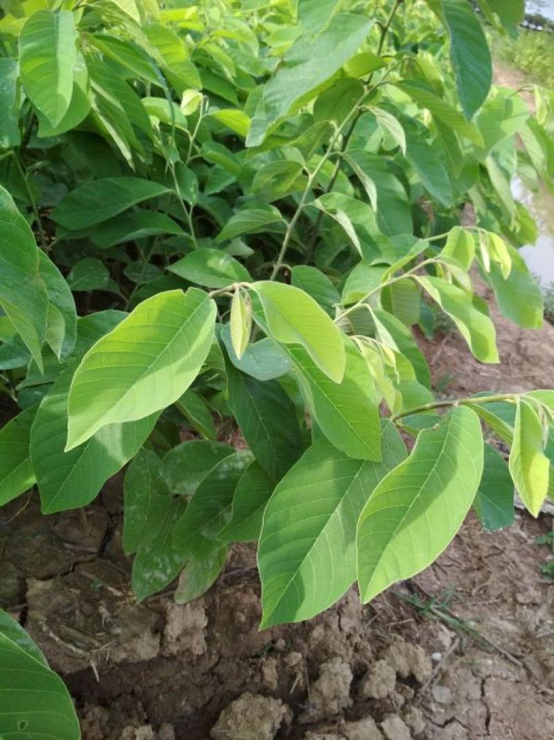 释迦果树苗林檎苗台湾番荔枝苗释迦果嫁接苗佛陀果