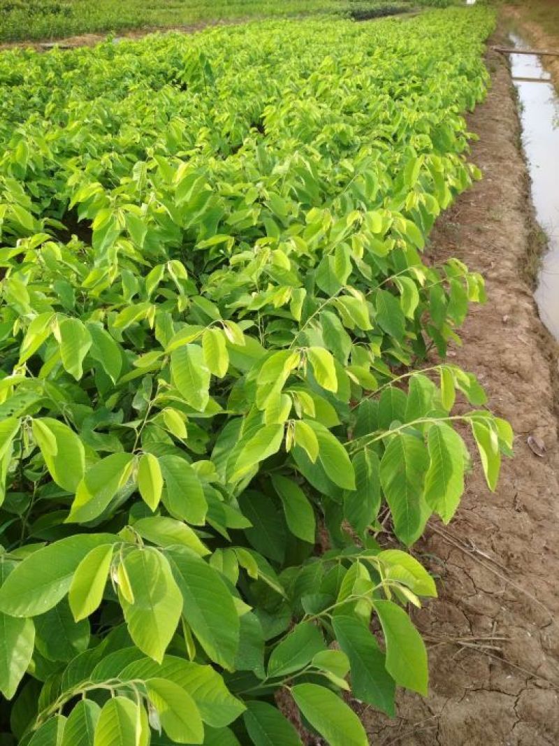 释迦果树苗林檎苗台湾番荔枝苗释迦果嫁接苗佛陀果