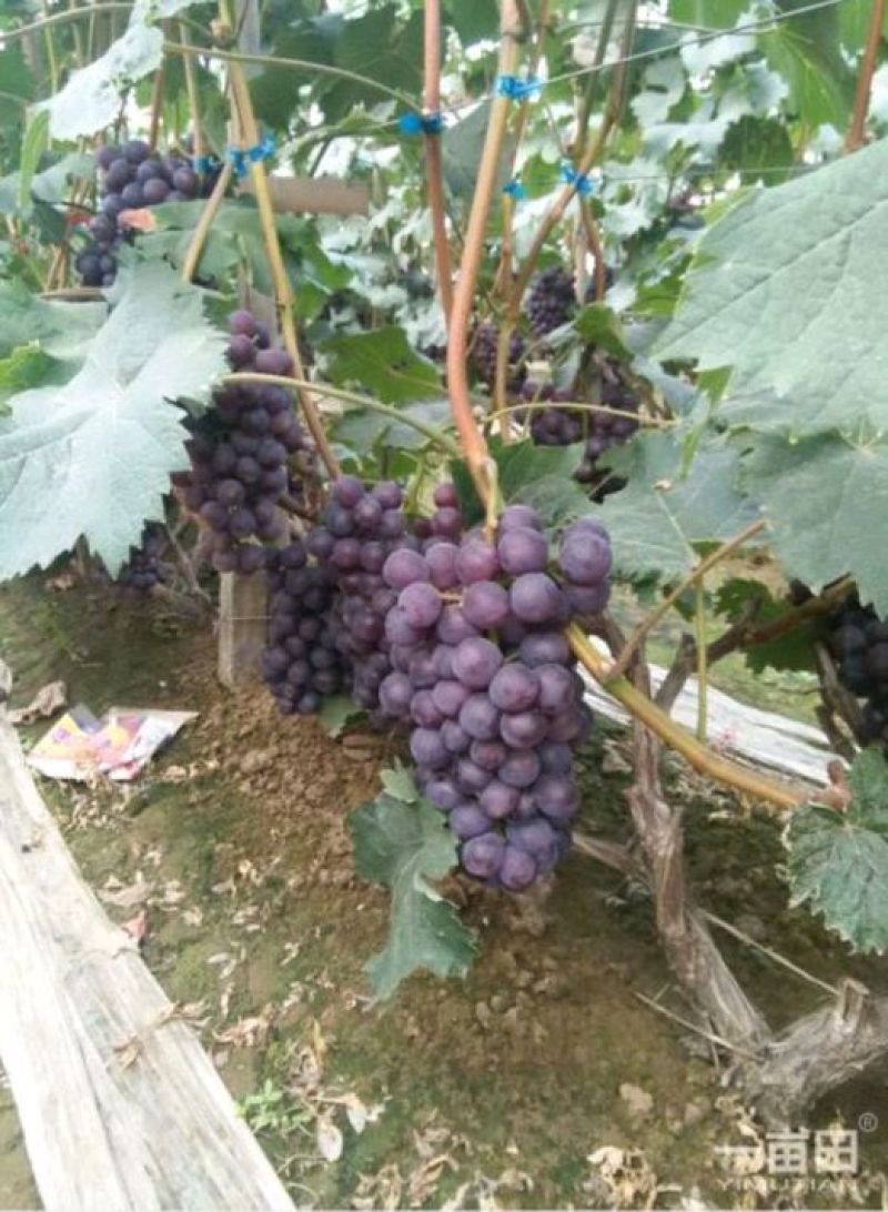 红无核，一斤到三斤串，万亩葡萄基地等你来