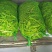 【精品】吉林油豆角大量上市货源充足全国代发〔支持视频