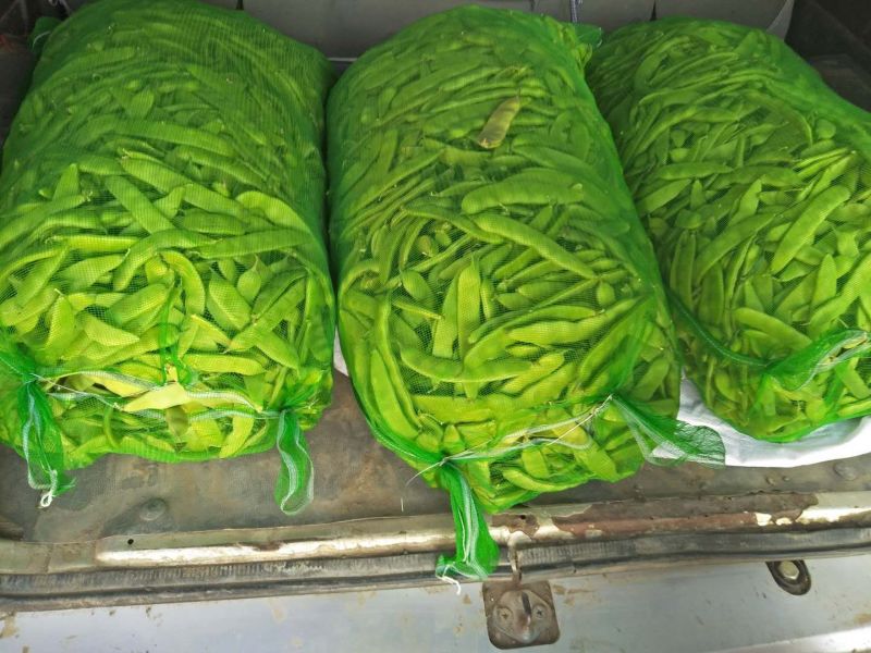 【精品】吉林油豆角大量上市货源充足全国代发〔支持视频