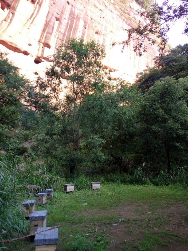 正宗土蜂蜜山货
