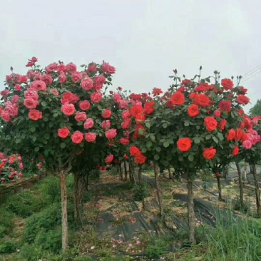 树桩月季热销中