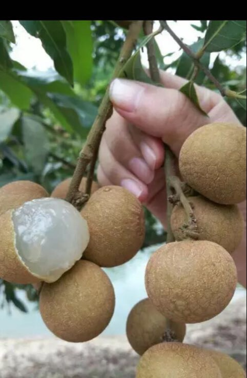 储良龙眼