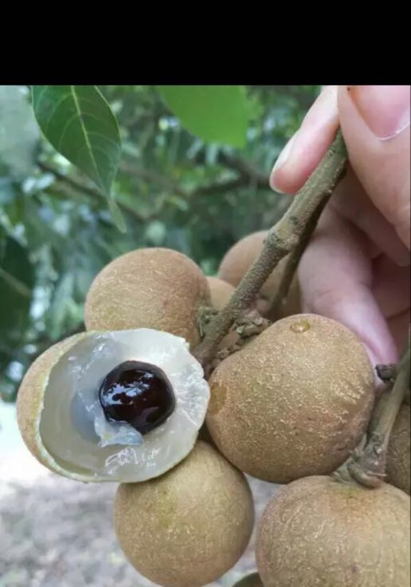 储良龙眼