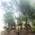 自家苗圃自销40~55cm大法桐、悬铃木