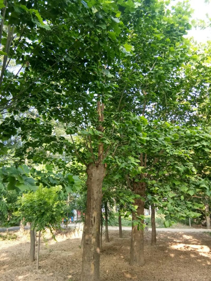 自家苗圃自销40~55cm大法桐、悬铃木