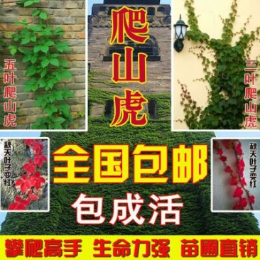 庭院攀援爬藤植物美国五叶地锦-三叶爬山虎大苗子-红叶爬墙