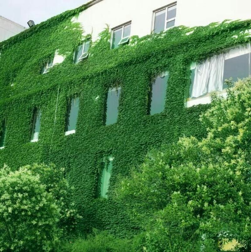 庭院攀援爬藤植物美国五叶地锦-三叶爬山虎大苗子-红叶爬墙