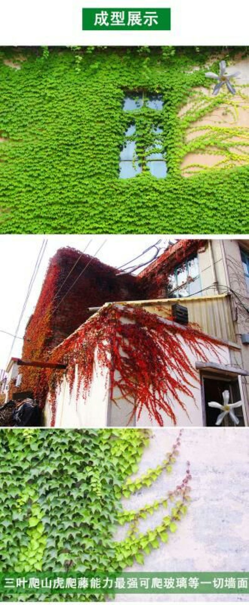 庭院攀援爬藤植物美国五叶地锦-三叶爬山虎大苗子-红叶爬墙