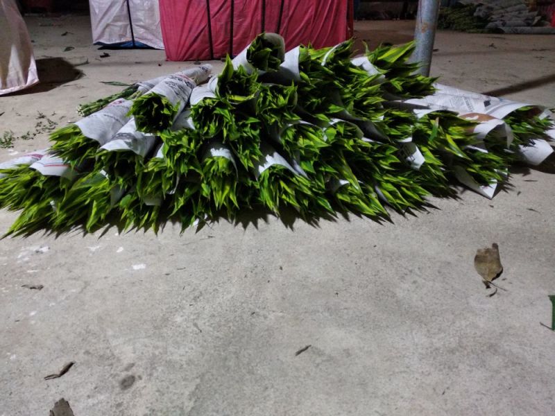 海南富贵竹批发金边竹黄金竹室内桌水培植物