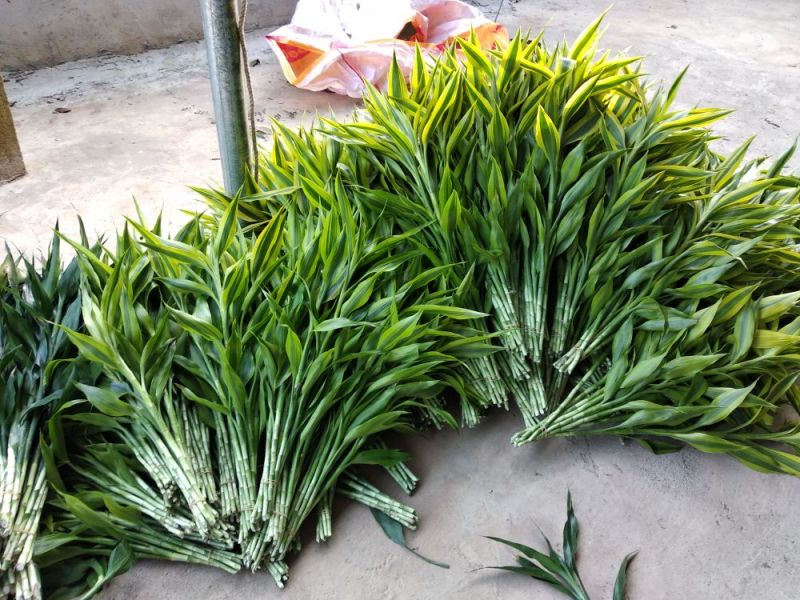 海南富贵竹批发金边竹黄金竹室内桌水培植物
