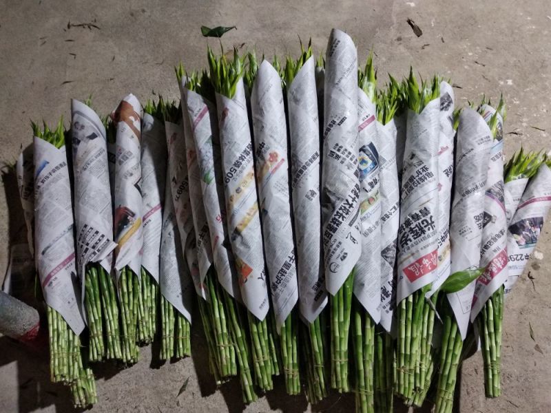 海南富贵竹批发金边竹黄金竹室内桌水培植物