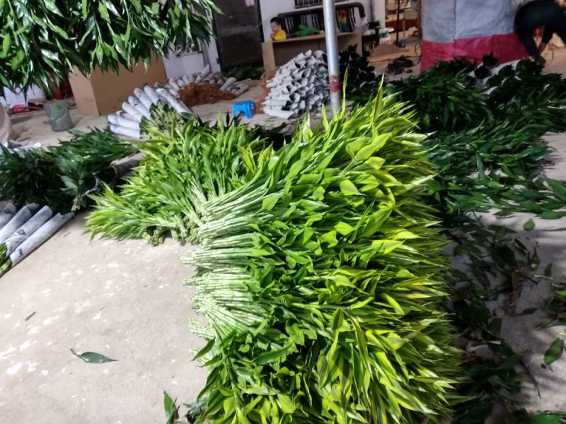 海南富贵竹批发金边竹黄金竹室内桌水培植物