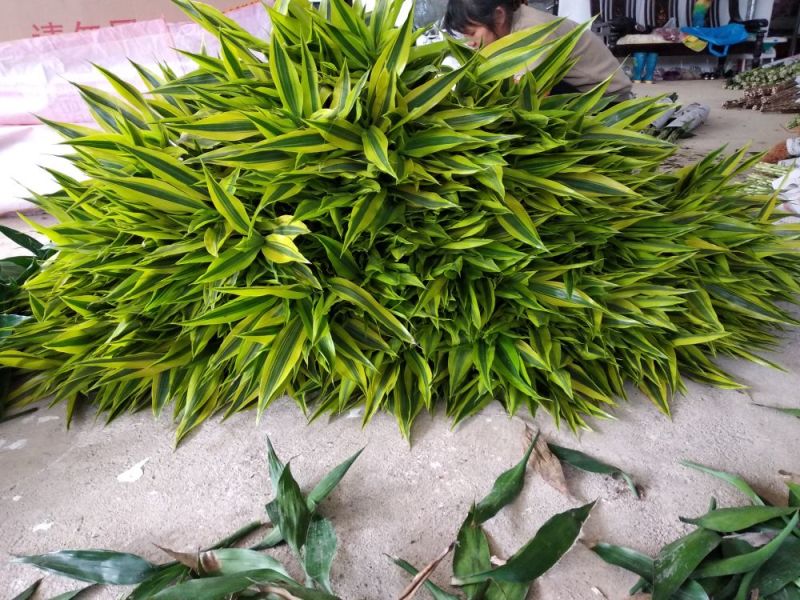 海南富贵竹批发金边竹黄金竹室内桌水培植物