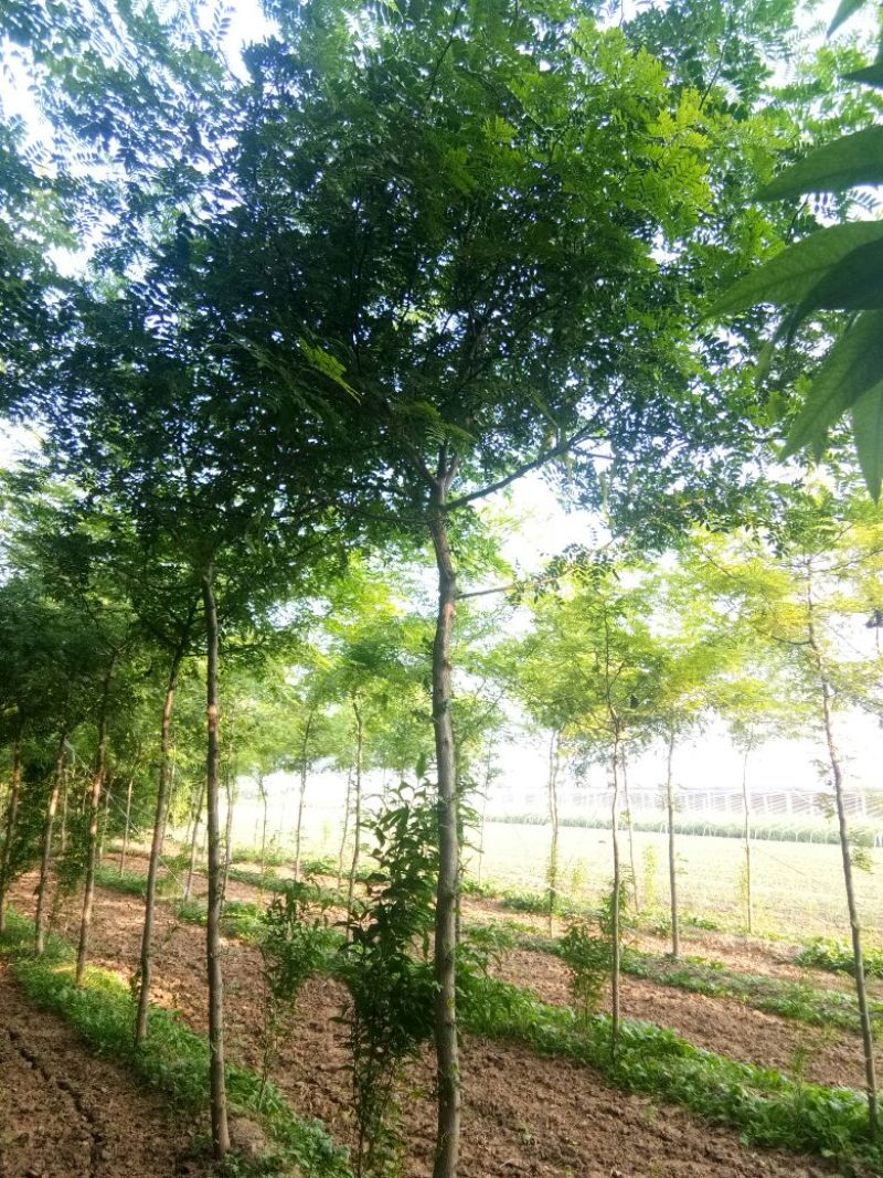 基地直销6-12cm皂荚树、皂角树、皂荚、皂角