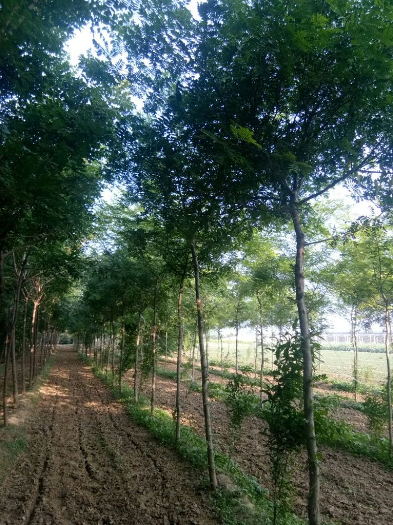 基地直销6-12cm皂荚树、皂角树、皂荚、皂角