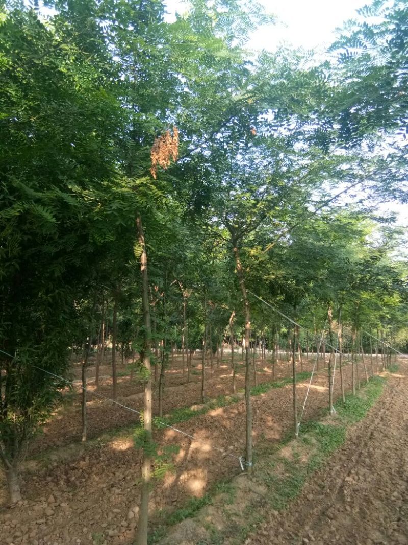基地直销6-12cm皂荚树、皂角树、皂荚、皂角