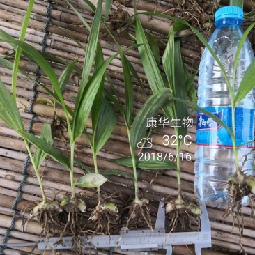 白芨苗
