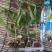 白芨苗