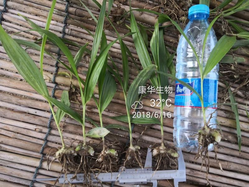 白芨苗