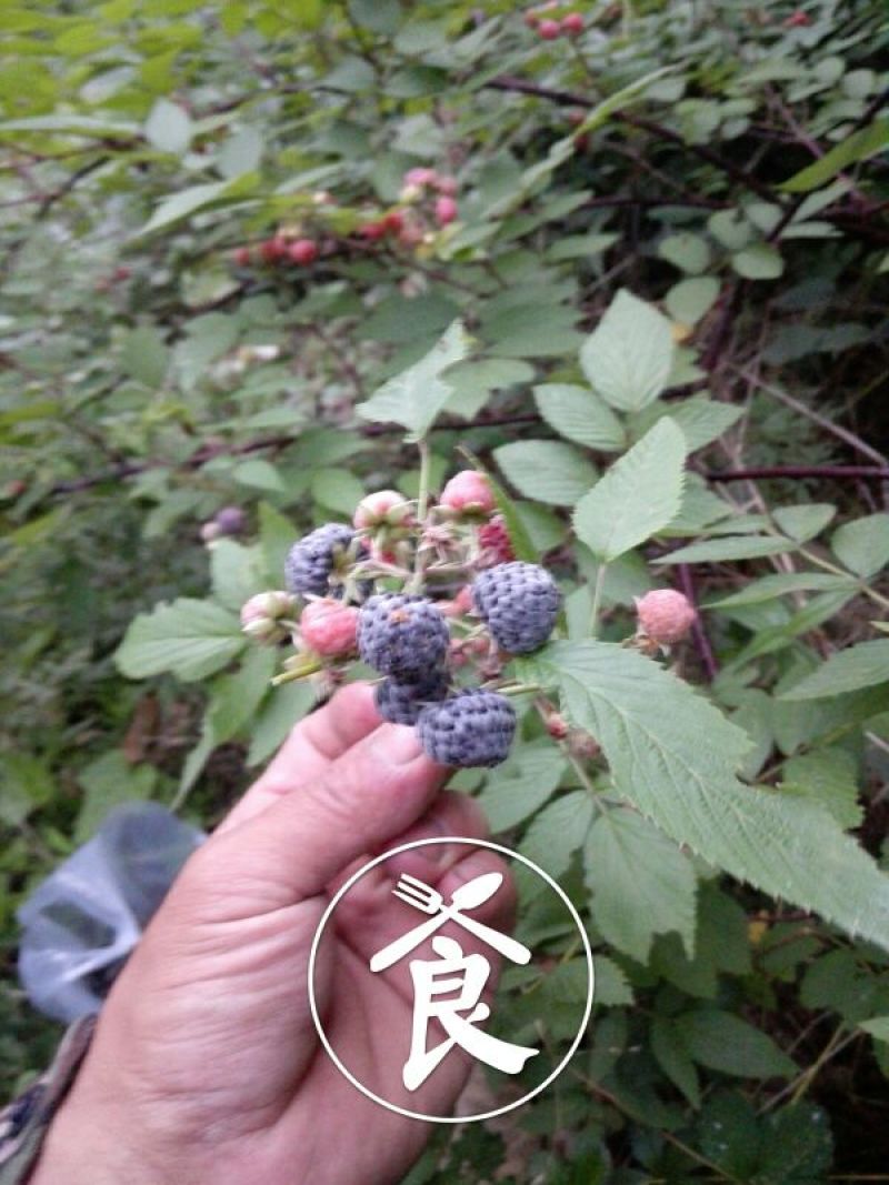黑刺莓苗