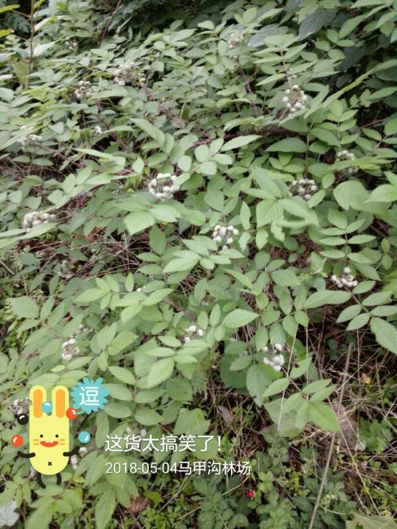 黑刺莓苗