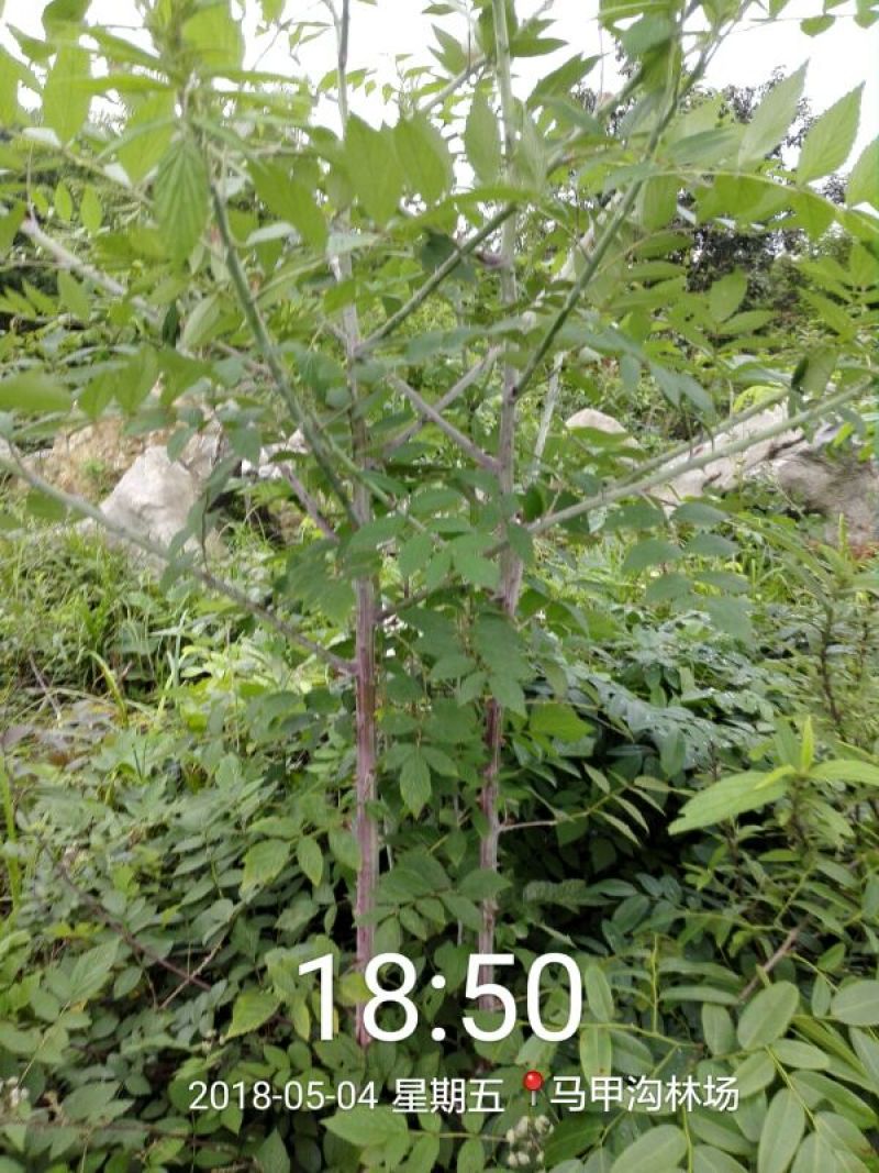 黑刺莓苗