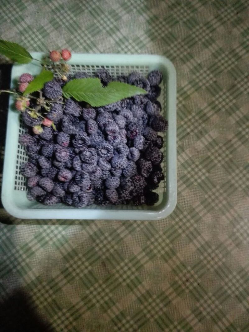 黑刺莓苗