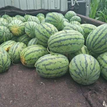 花皮西瓜