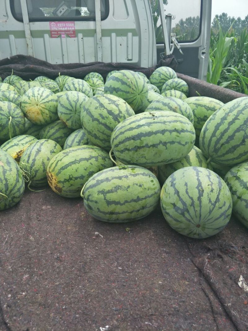 花皮西瓜