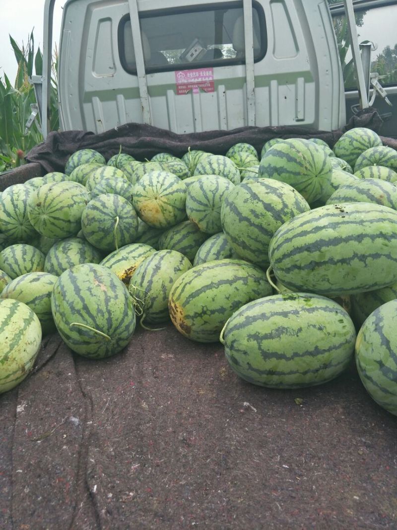 花皮西瓜