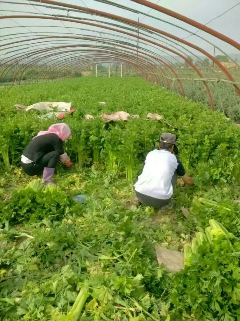 芹菜.甘肃定西西芹.毛芹、精品芹菜大量批发