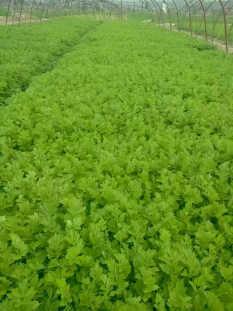 芹菜.甘肃定西西芹.毛芹、精品芹菜大量批发