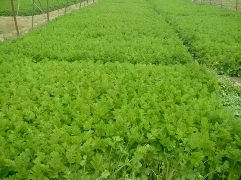 芹菜.甘肃定西西芹.毛芹、精品芹菜大量批发