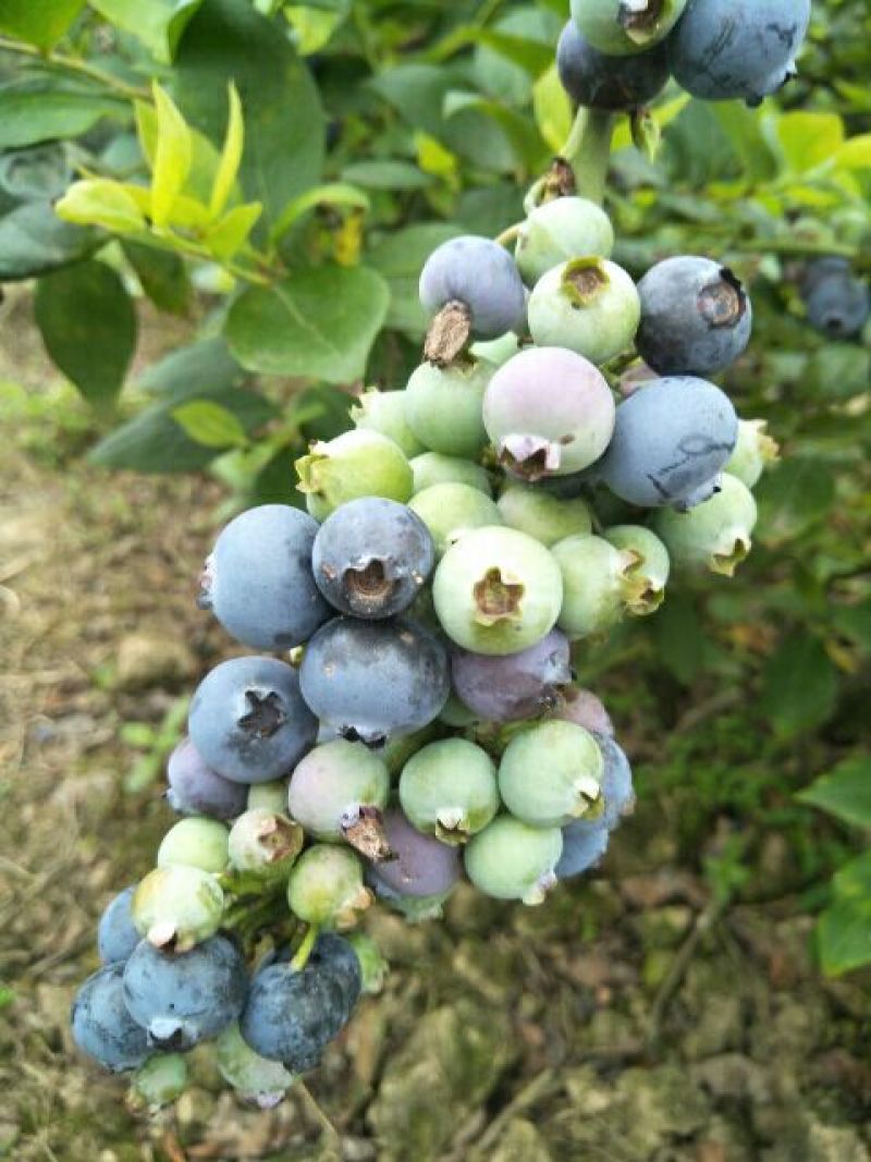 蓝莓，蓝莓鲜果，