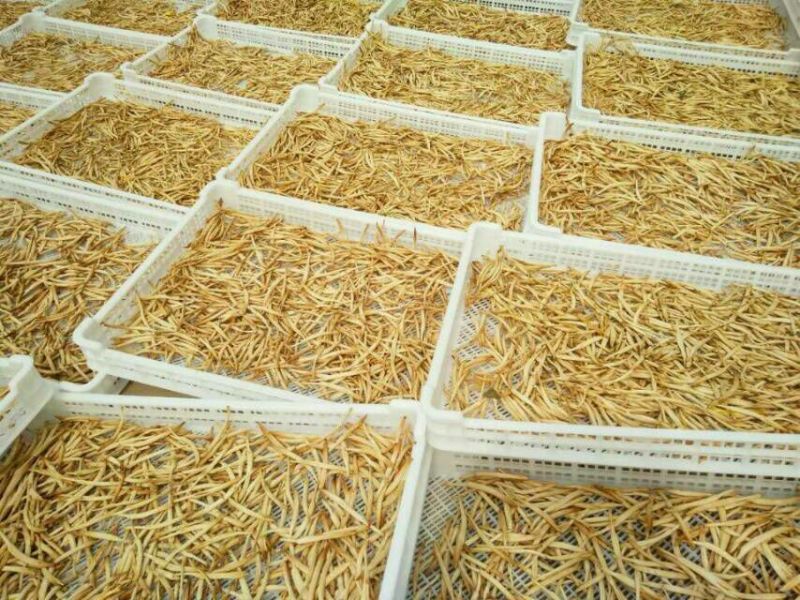 大荔县黄花菜，自家种植，大量低价出售，有需要的联系我，